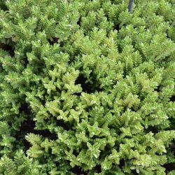 Hebe ‘New Zealand’