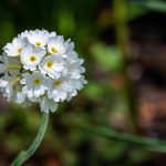 Primula Denticulata ‘Alba’