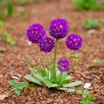 Primula Denticulata Purple