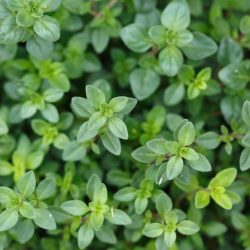 Thyme Common