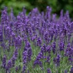 Lavender Hidcote
