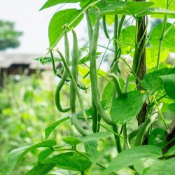 Bean Climbing French