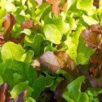 Lettuce Baby Leaf Mix