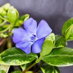 Vinca Minor Illumination