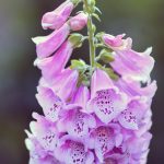 Digitalis Purpurea Dalmation F1 Rose