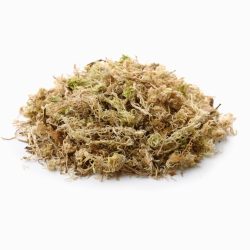 Fresh Sphagnum Moss – Gardman