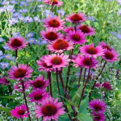 Echinacea Prairie Compact Rose