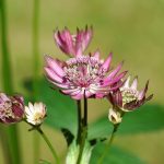 Astrantia Major Primadonna