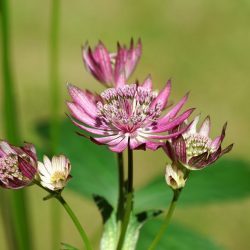 Astrantia Major Primadonna