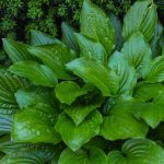 Hosta Devon Green