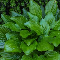 Hosta Devon Green