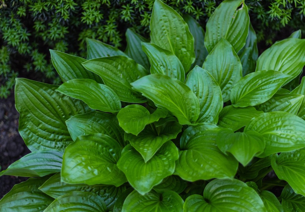 Hosta Devon Green