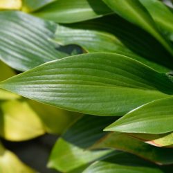 Hosta Devon Green