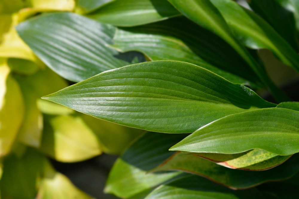 Hosta Devon Green - Image 2