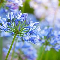 Agapanthus Lapis Lazuli