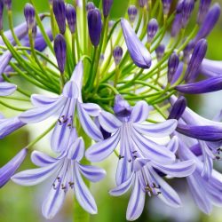 Agapanthus Lapis Lazuli