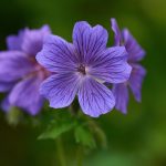 Geranium Sabani Blue