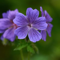 Geranium Sabani Blue