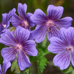 Geranium Sabani Blue
