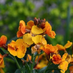 Erysimum Cheers Florange