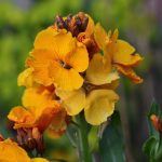 Erysimum Cheers Florange