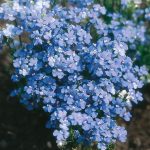 Nemesia Blue