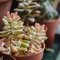 Sedum Rubrotinctum Aurora