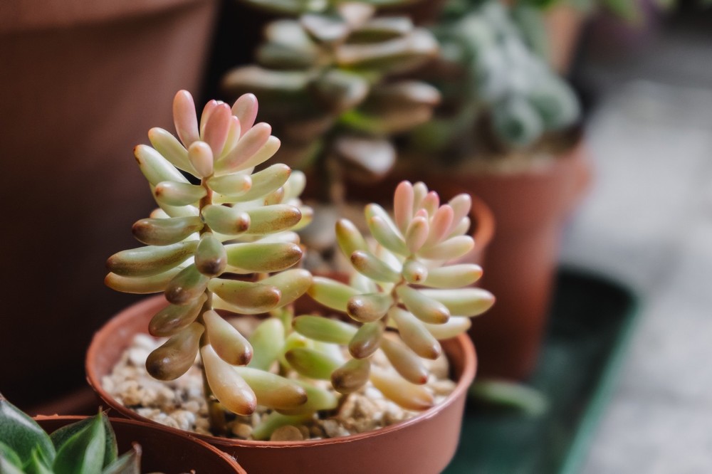 Sedum Rubrotinctum Aurora - Image 2