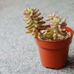 Sedum Rubrotinctum Aurora