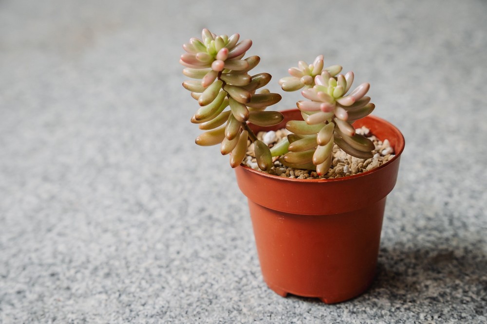 Sedum Rubrotinctum Aurora