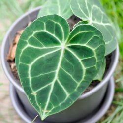 Anthurium Crystallinum