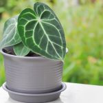 Anthurium Crystallinum