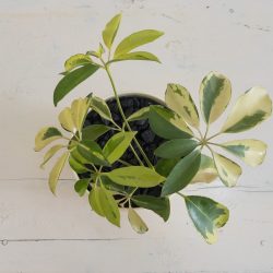 Schefflera Arboricola