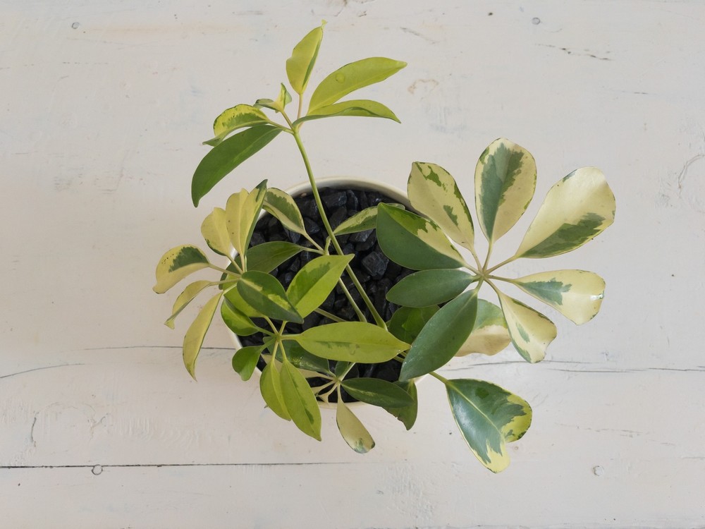 Schefflera Arboricola - Image 2