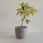 Schefflera Arboricola