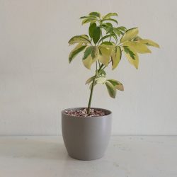 Schefflera Arboricola