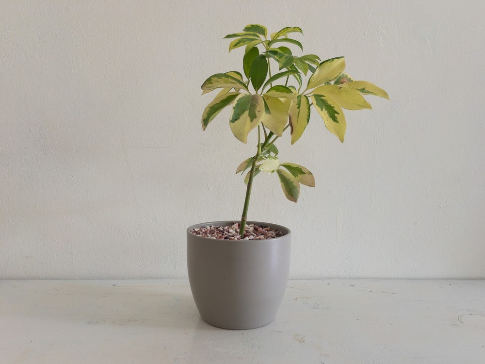 Schefflera Arboricola