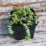 Crassula Hottentot