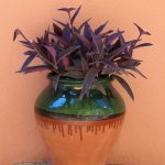 Tradescantia Pallida Purple Heart