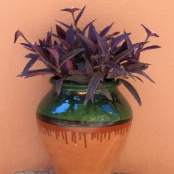 Tradescantia Pallida Purple Heart