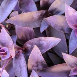 Tradescantia Pallida Purple Heart