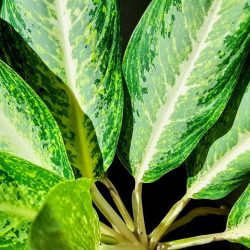 Aglaonema Lemon Mint