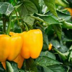 Pepper (Sweet) Fiesta