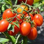 Tomato Roma