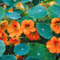 Nasturtium