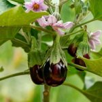 Aubergine Black Beauty