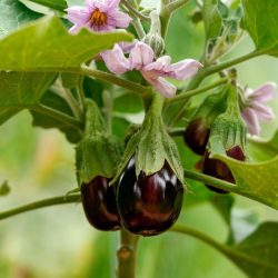 Aubergine Black Beauty