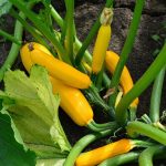 Courgette Golden