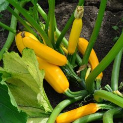 Courgette Golden