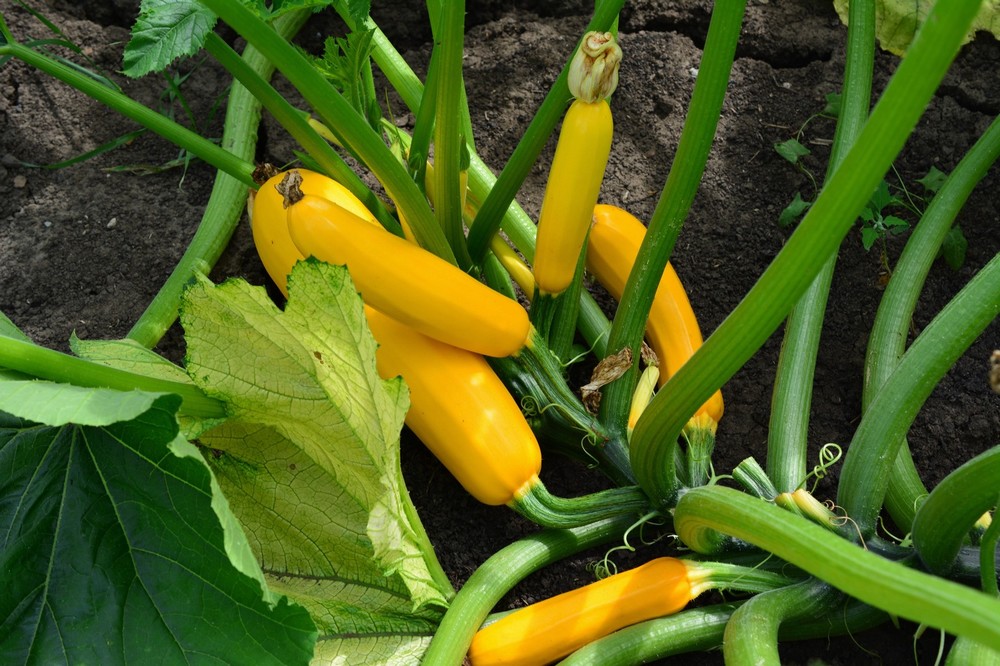 Courgette Golden